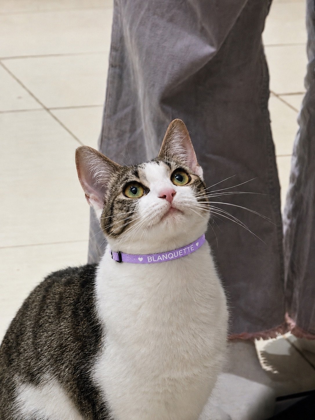 Blanquette - Collier Biothane violet